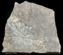 Wide Stellascolites Trace Fossil (Arthropod Resting Area) #45681-1